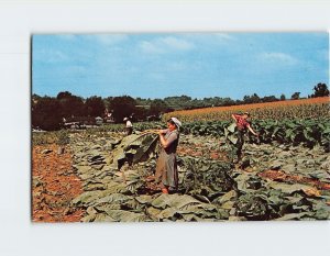 Postcard Amish Family Cutting Tobacco The Amish Homestead Pennsylvania USA