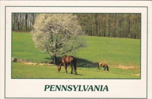 Pennsylvania Pasture Scene With Horses Grazing