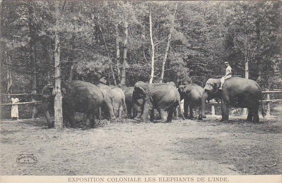 Exposition Coloniale Les Elephants de L'Inde Hagenbeck Circus and Zoo