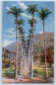 Rio De Janeiro Brazil Postcard Avenida Das Palmeiras c1910 RMSP Oilette Tuck Art