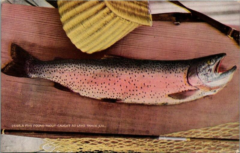 Lake Tahoe California~Fish Basket~5 lb Trout Caught at Lake~c1910 Postcard 