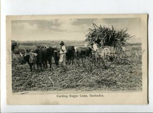 3133064 BARBADOS Carting Sugar Cane Vintage postcard