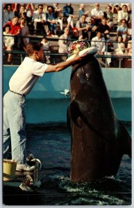 Vtg Los Angels California CA Marineland Of The Pacific Bubbles Whale Postcard