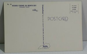 Calumet Farm Kentucky Horse Farm Man With Horses Vintage Postcard unposted