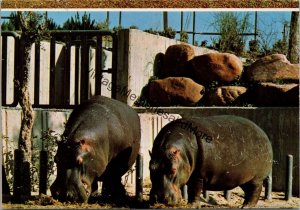 Hippopotamus Country House Zoo Madrid Postcard PC319