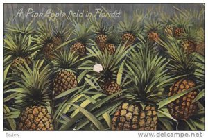 Pineapple Held In Florida, 1900-1910s