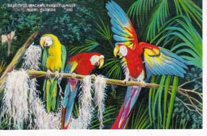 Florida Miami Colorful Macaws Parrot Jungle Red Road