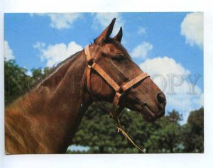 218656 POLAND Perowo Bigamia HORSE old photo postcard