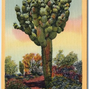 1941 Pima, Ariz. Sahuro National Park Monument Watermelon Tree Cactus Teich A211