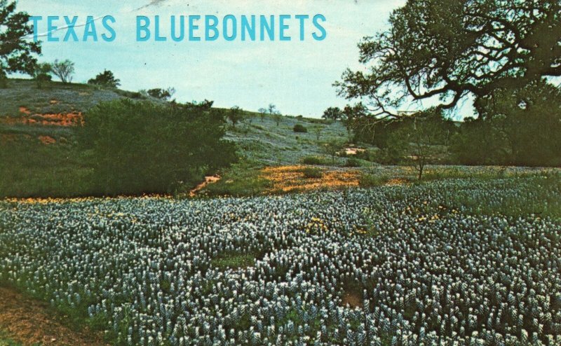 Texas TX, 1977 Blue Bonnets, Official State Flower Symbol, Vintage Postcard