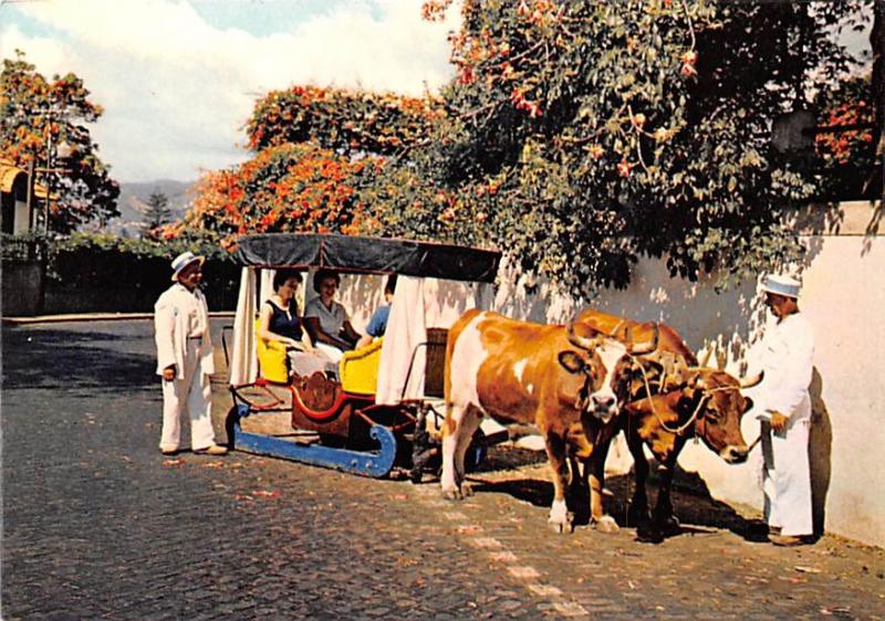 Madeira - Bullock Carro