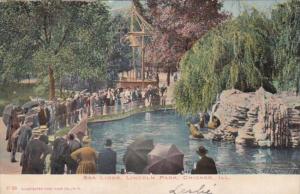 Illinois Chicago Sea Lions In Lincoln Park