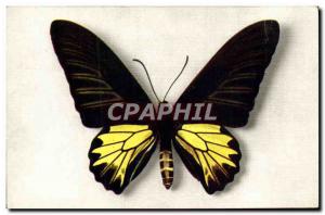 Old Postcard Butterfly Papilio Aecus Kaguya Formosa China