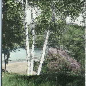 1916 Meredith, N.H Lake Winnipesaukee Photo Postcard Birch Tree EC Mansfield A6