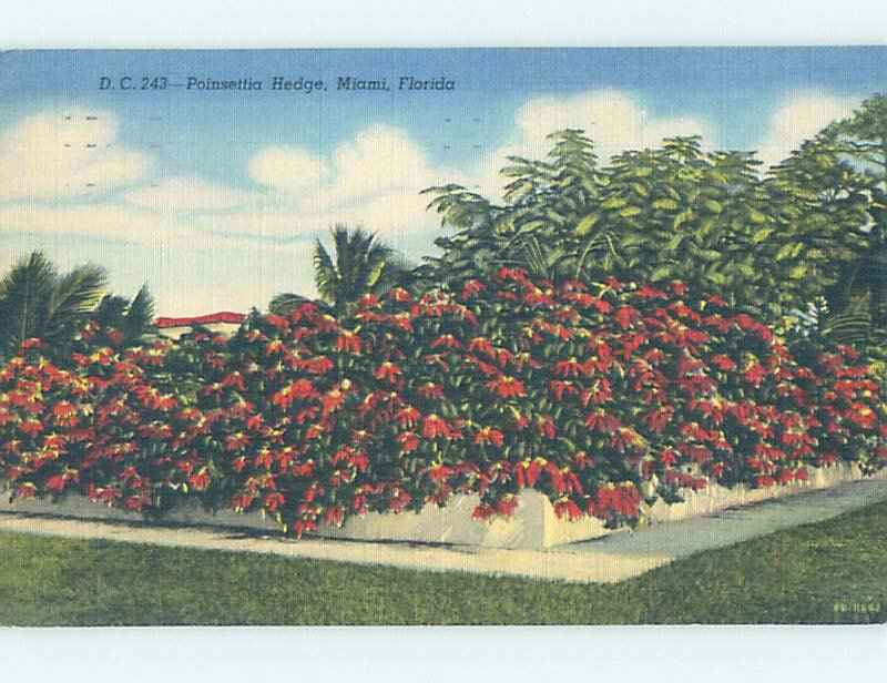 Linen NATURE SCENE Miami Florida FL AD6779