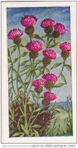 Glengettie Trade Card Wild Flowers No 25 Knapweed