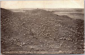 Sheep on the Foot Hills of the Rocky Mountains c1907 Vintage Postcard M10