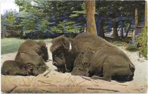 BUFFALO IN GOLDEN GATE PARK SAN FRANCISCO