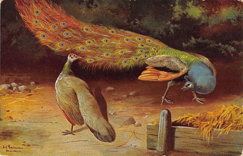 B98458 munchen germany schinian Peacock painting postcard paon  animal animaux