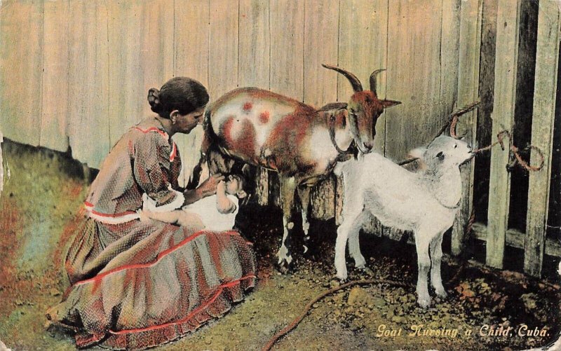 CUBA~GOAT NURSING A CHILD~1912 POSTCARD