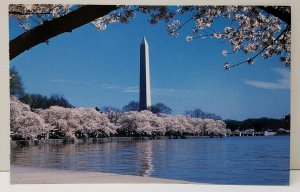 Washington Monument Picturesque with The Beautiful Cherry Blossoms Postcard A10