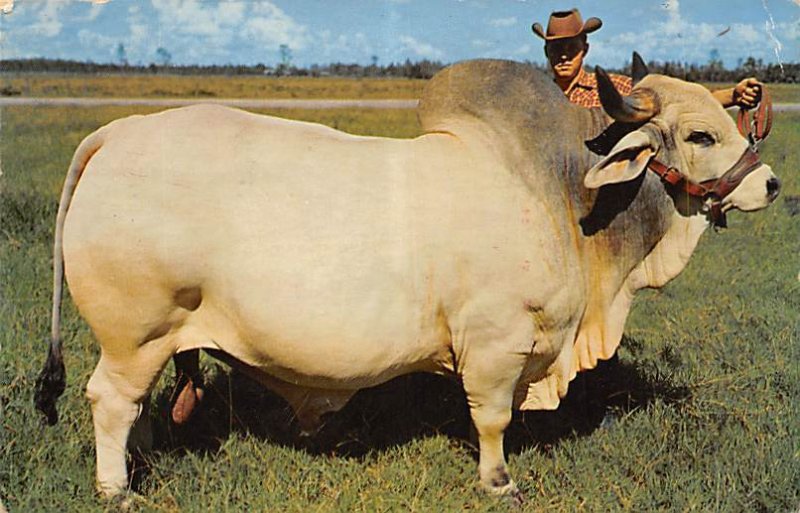 Grand Champion Brahman Bull Florida, USA Cow 1962 