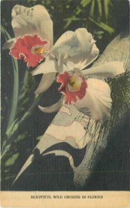 Florida Beautiful Wild Orchids linen F.E.C. News Teich Postcard 22-670