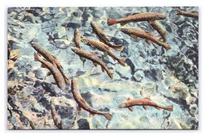 Trout In Pool At Seven Falls Colorado Springs Colorado Postcard