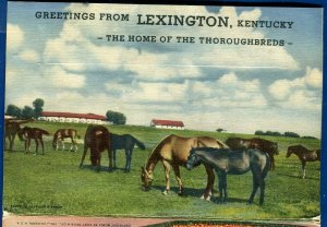 Lexington Kentucky ky Blue Grass Region thoroughbreds horses postcard folder 