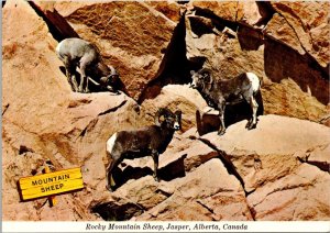 Canada Alberta Jasper Rocky Mountain Sheep