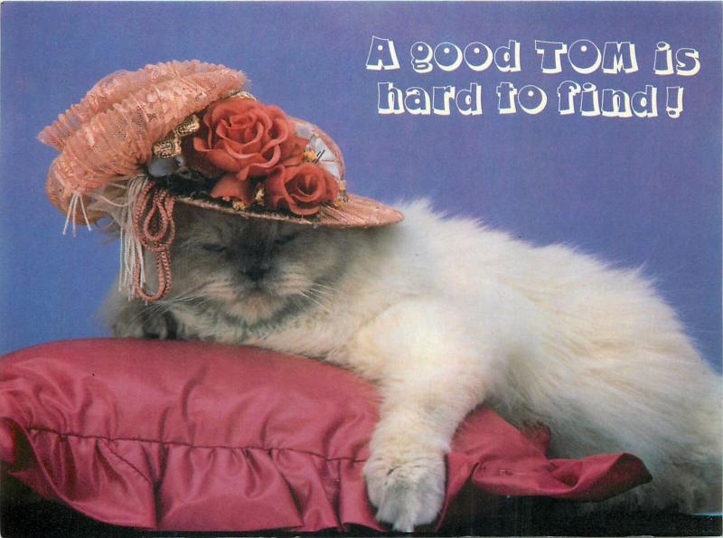 A good Tom is hard to find cat hat postcard