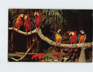 Postcard She Blushed, Parrot Jungle, Miami, Florida