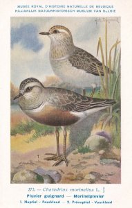 Eurasian Dotterel Charadrius Morinellus WW2 Bird Rare Postcard