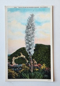 Yucca Palm Tree Spanish Dagger Plant CA Landscape Postcard