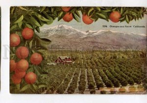 415853 USA California Oranges and Snow Vintage postcard