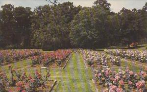 South Carolina Orangeburg Edisto Gardens