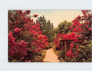 Postcard - Crape Myrtle in bloom, Japanese Gardens, Quality Inn Perry, Georgia