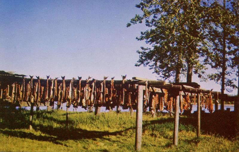 Fish - Salmon Drying on the racks at Nenana, Alaska