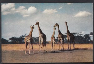 Animals Postcard - South African Wildlife - Giraffes   V1232