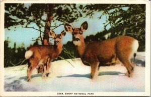 Deer Banff National Park WB Canada Postcard VTG UNP Canadian Pacific Railway 