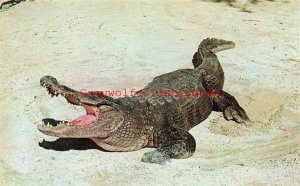 Alligator, Dexter Press No. D-23837