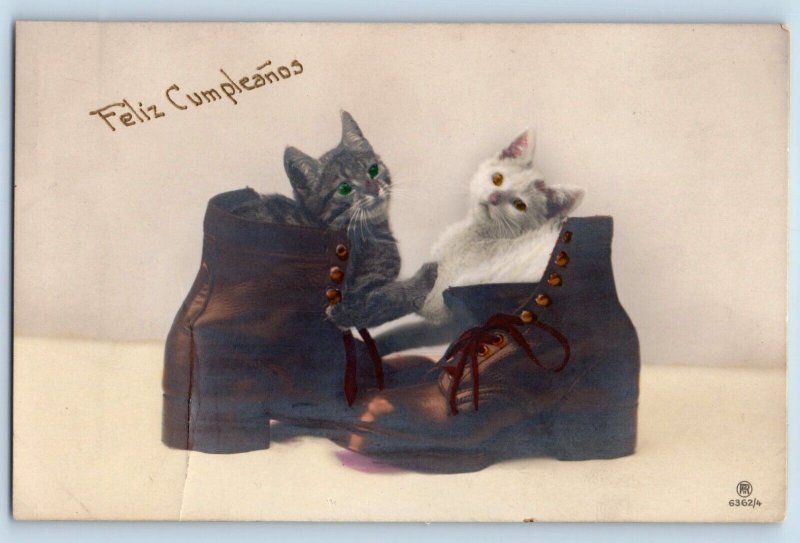 Germany Postcard RPPC Photo Cute Cat Kittens On Shoe Animal c1910's Antique