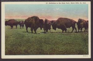 Buffaloes,State Park,Black Hills,SD Postcard 