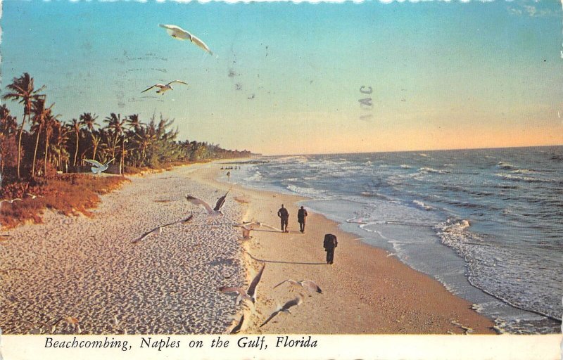 US7 USA Florida Beachcombing Naples on the gulf 1980