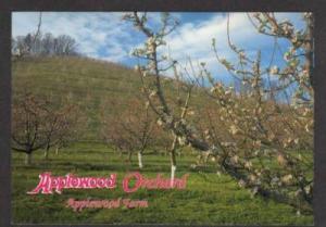 TN Applewood Farm Restaurant Apples SEVIERVILLE TENN  Tennessee  Postcard