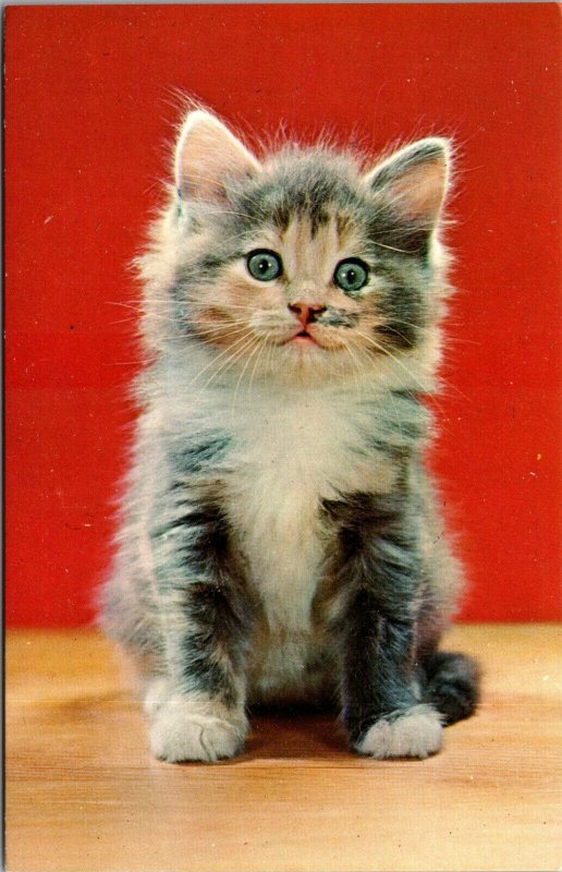 Postcard Post Cat Kitten Kitty Lonesome Whiskers - chrome - vintage  