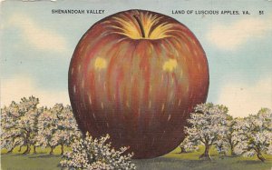 Shenandoah Valley Land Of Luscious Apples View Postcard Backing 