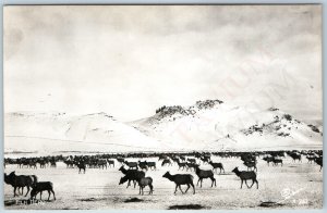 c1950s Colorado Elk Herd RPPC Sanborn X-882 Real Photo Postcard Winter Snow A199