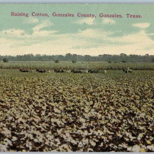 c1910s Gonzales, TX Cotton Farm Picking Harvest Horse San Antonio Station A A189