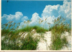Florida Panama City Beach Sand Dunes and Sea Oates